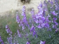 IMG_3696 IMG_3696