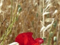 IMG_2606 IMG_2606