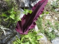 IMG_2992 IMG_2992