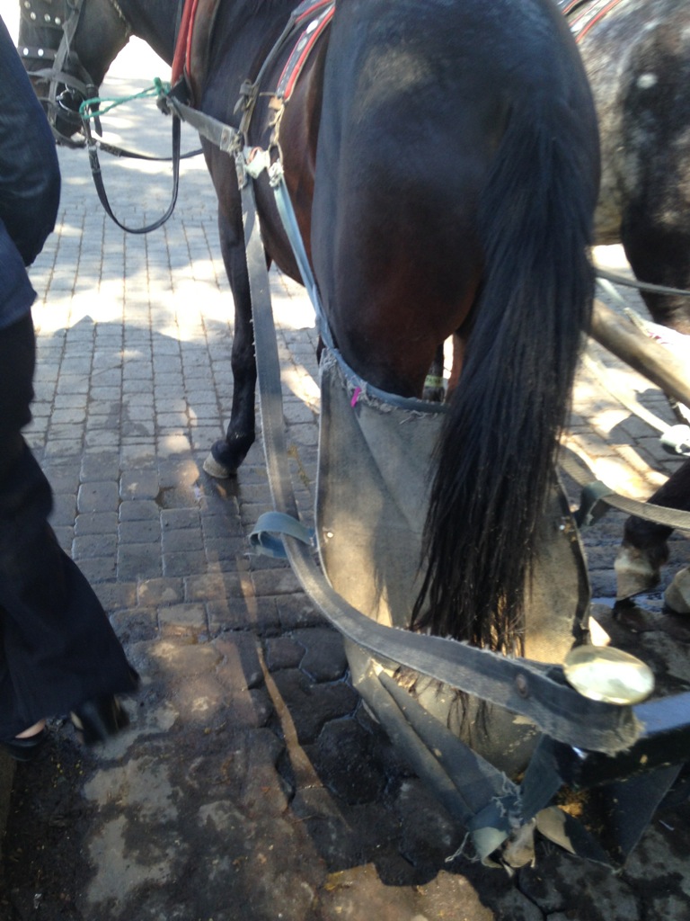 Horse harness: part of the system that keeps Marrakesh spic and span.