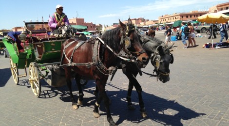 A pair and their calesh in Marrakech.