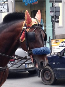 Horse with ear muffs in Parlermo, Sicily, Italy.