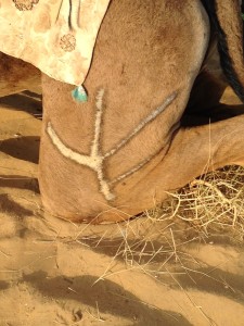 Branching Brand on a Camel's Thigh