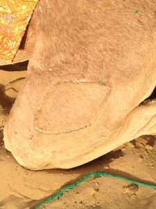 Box Brand on a Camel's Thigh