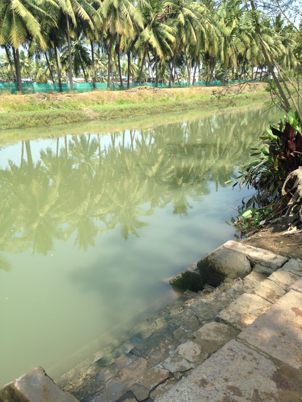 Irrigation Canal Near Bhimavaram