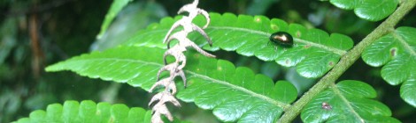 A Fern and Irredecent Insect In the Titiwangsa Mountains