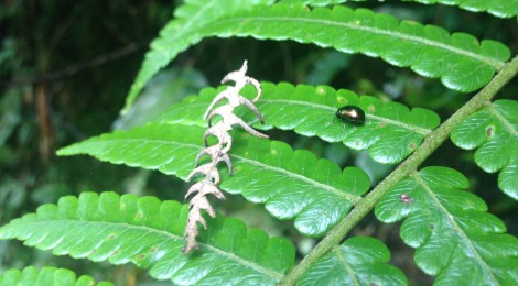 A Fern and Irredecent Insect In the Titiwangsa Mountains